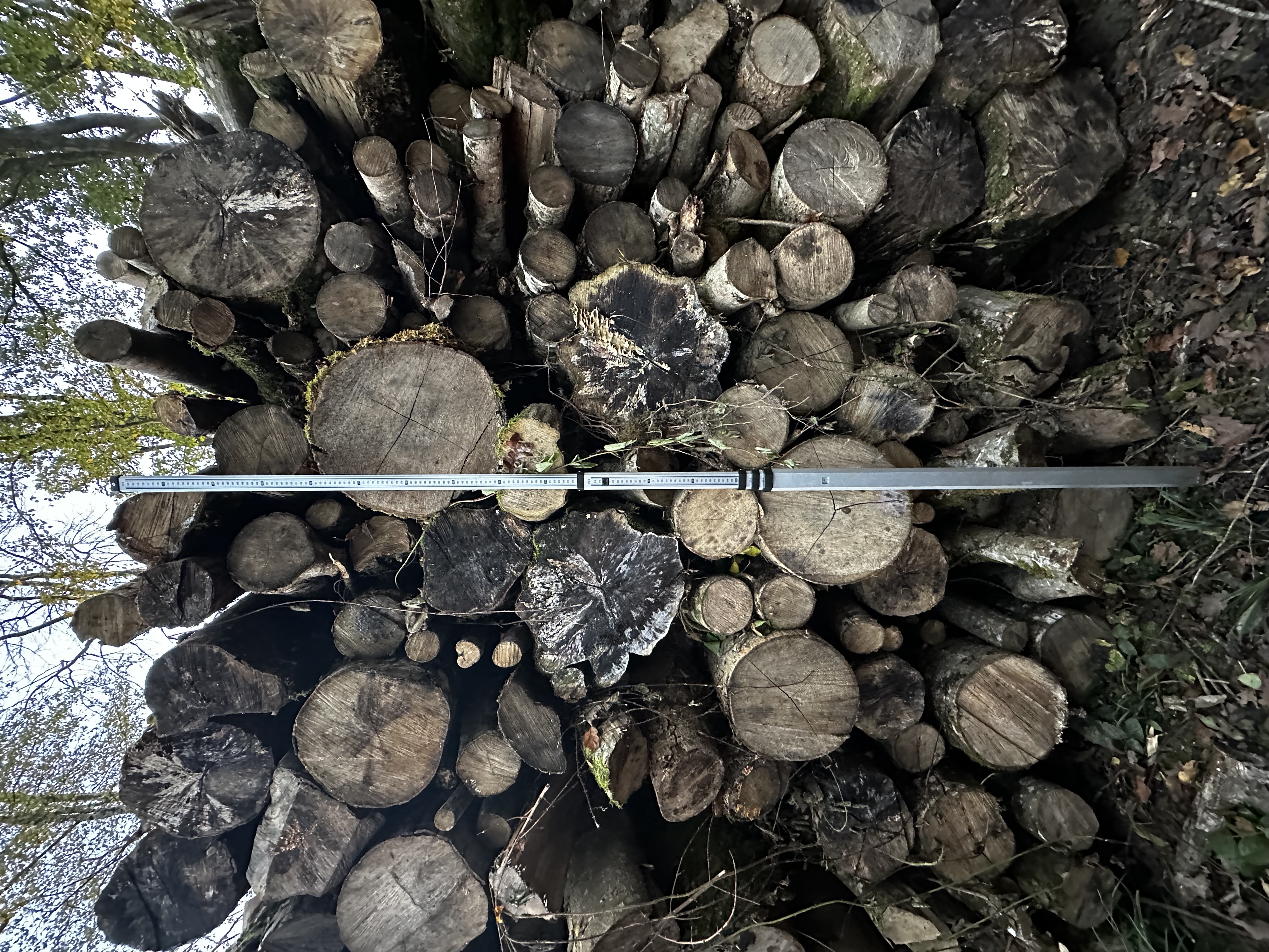 Le Frêne : Bois De Chauffage Pour Une Chaleur Durable Et Propre